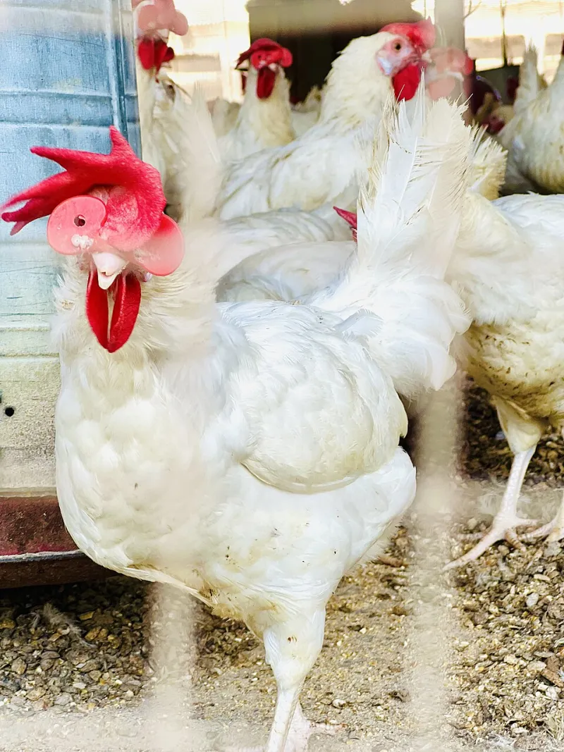 Chickens, Goats, and Trail Rides: A City Transplant's Guide to Going Rural in Comal County