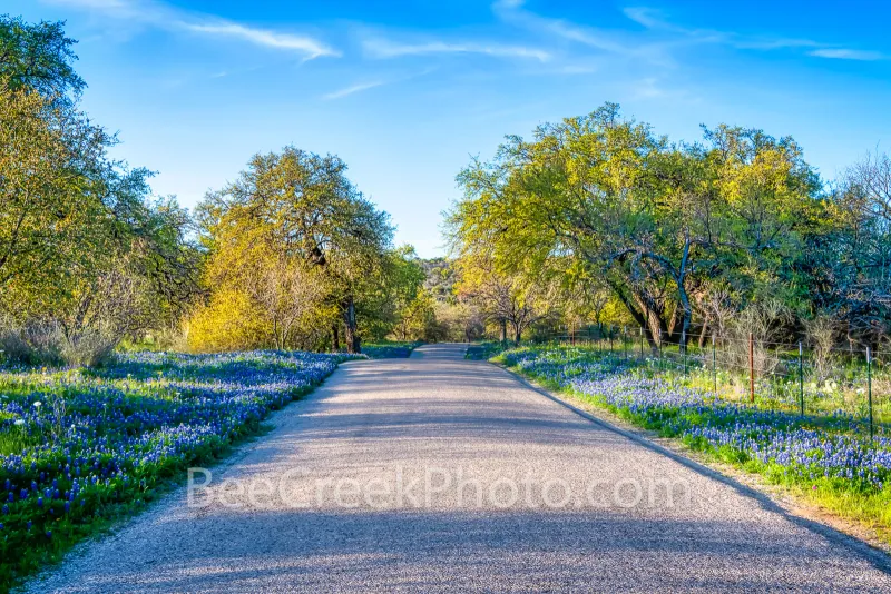 Chasing the Bloom: A Local's Roadmap to Comal County's Wildflower Season